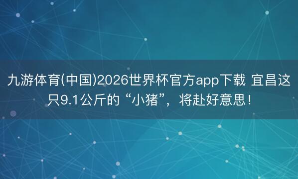 九游体育(中国)2026世界杯官方app下载 宜昌这只9.1公斤的 “小猪”，将赴好意思！